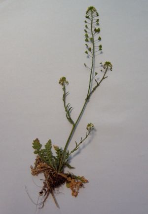 Capsella bursa-pastoris.JPG